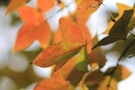 RED LEAF AT HONG KONG