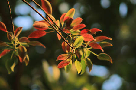 RED LEAF AT HONG KONGの写真素材
