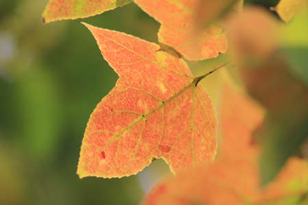 leaves of autumn