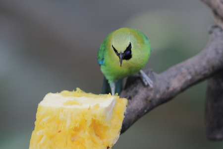 Chloropsis sonnerati