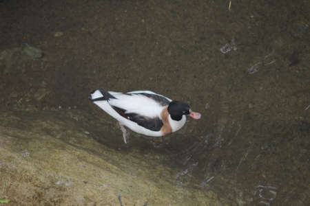 Tadorna tadornaの写真素材