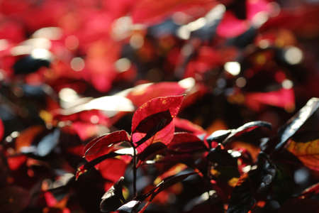 Alternantheradentata Rubiginosaの写真素材