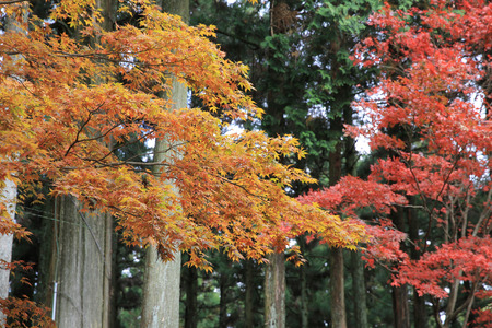 japanese mapleの写真素材