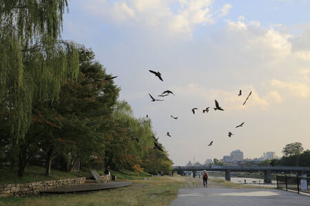 Kamo-gawa, Kyotoのeditorial素材