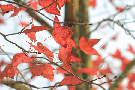 red leaves