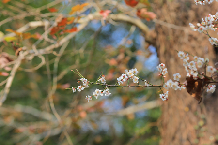 Prunus mume or Chinese plum or Japanese apricot in Bloomの写真素材