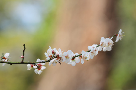 Prunus mume or Chinese plum or Japanese apricot in Bloomの写真素材