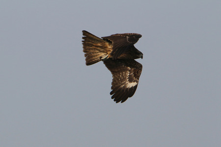 eagle