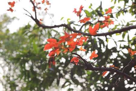 RED LEAF AT HONG KONG