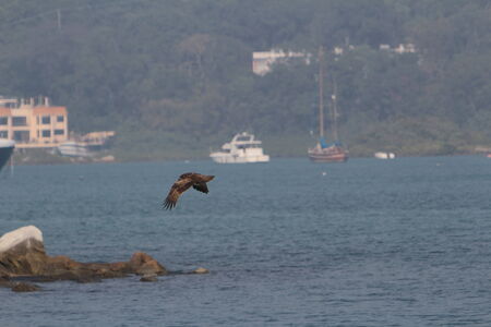 eagleの写真素材