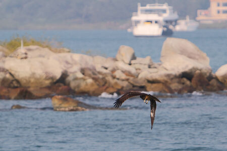 eagleの写真素材