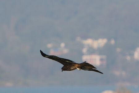 eagleの写真素材