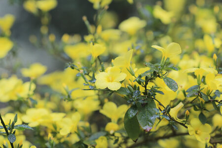 yellow flower bed