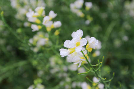 white flower bedの写真素材