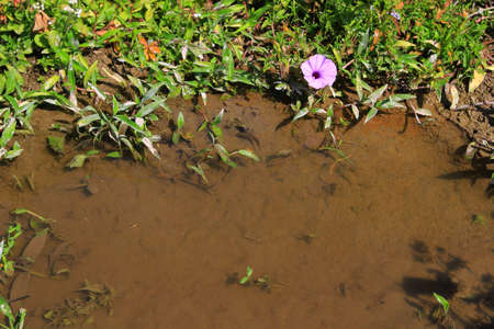 wetland