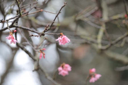 pink blossom sukura flowers on a spring dayの写真素材