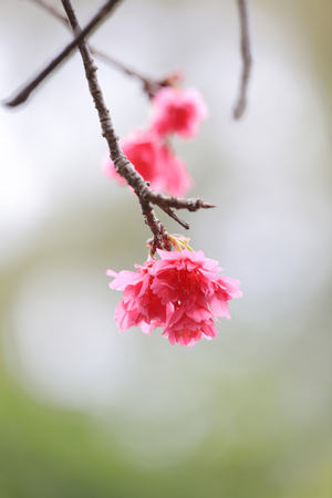 pink blossom sukura flowers on a spring dayの写真素材