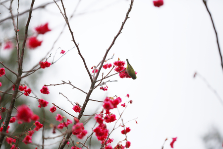 pink blossom sakura flowers on a spring dayの写真素材