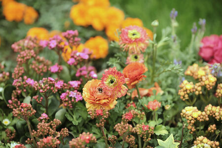 flower bed