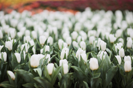 Tulip in flower showの写真素材