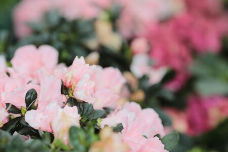 flower bedの写真素材