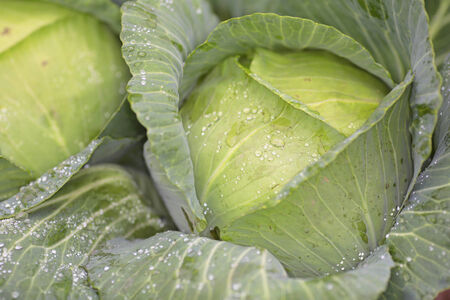 head of cabbage growing on a kitchen gardenの写真素材