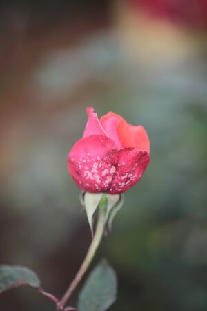 roseの写真素材