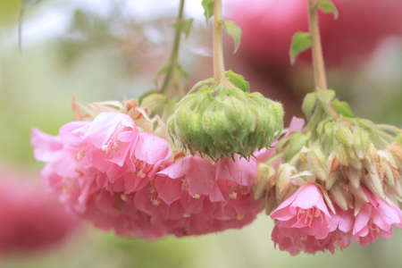 floraの写真素材