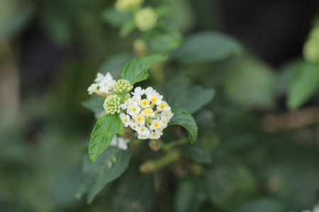 floraの写真素材