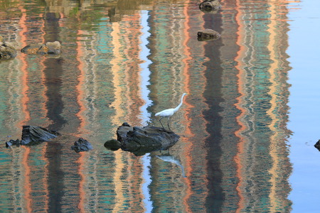 white egretの写真素材