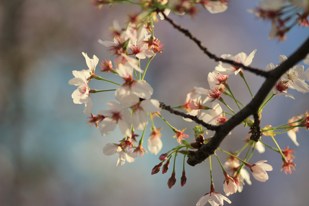 Spring Cherry blossomsの写真素材