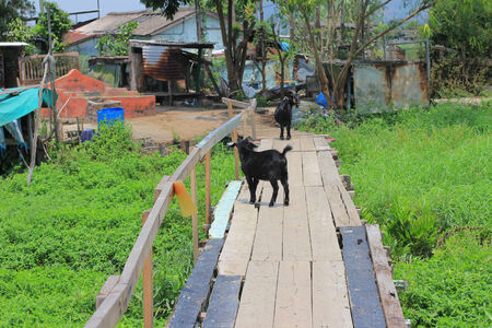 Black domestic goat の写真素材