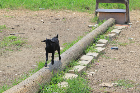 Black domestic goat の写真素材