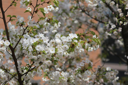  The New Orleans Mint, OSAKA Japan - April New Orleans Mint bloom in April each yearの写真素材