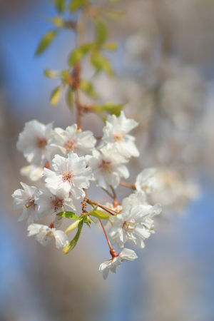 Cherry Blossom at Daigo, kyotoの写真素材