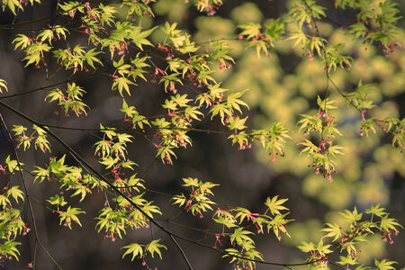 plants