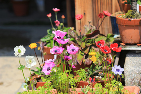Many colorful cotton fabric flowersの写真素材