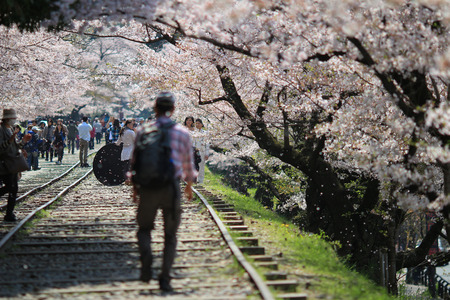 Cherry Blossom at Keage incline, Kyoto in Japanのeditorial素材