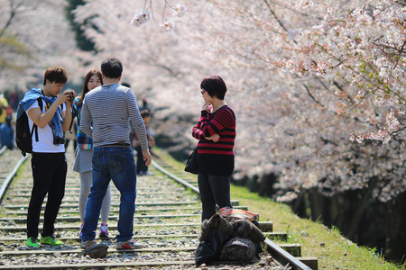 Cherry Blossom at Keage incline, Kyoto in Japanのeditorial素材