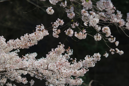 Cherry Blossom at kyotoの写真素材