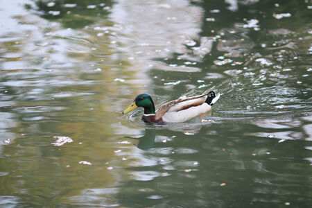 male mallardの写真素材