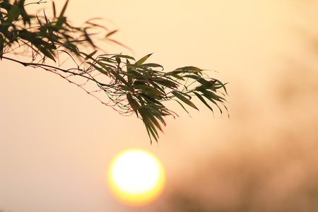 Bamboo  leading to the sunの写真素材