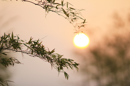 Bamboo  leading to the sunの写真素材