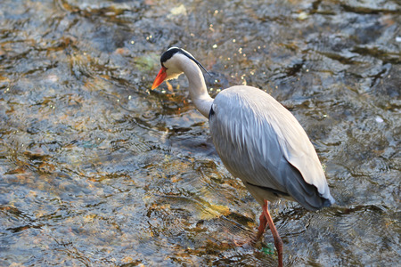 egretの写真素材