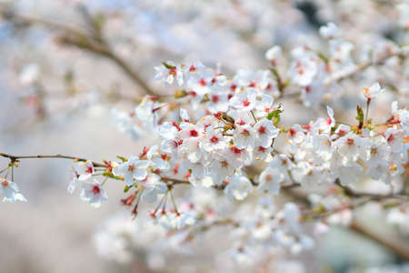 Cherry Blossom at Umahori , kyotoの写真素材