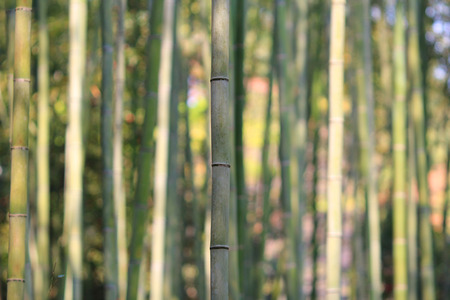 Close up of vibrant green bamboo in a thick bamboo forest の写真素材
