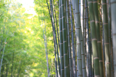 Arashiyama , Kyoto, Japanの写真素材