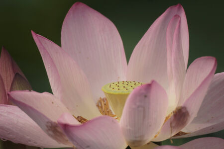 Lotus flowerの写真素材