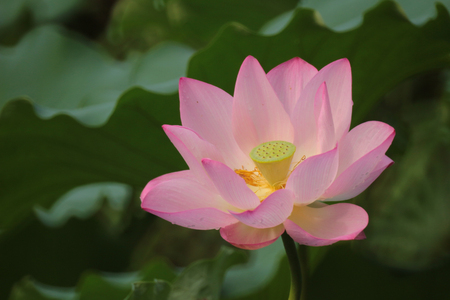 Lotus flowerの写真素材