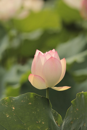 Lotus flowerの写真素材